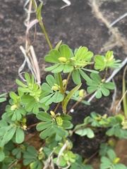 Cyclocarpa stellaris