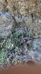 Boechera breweri