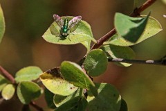 Sargus viridis