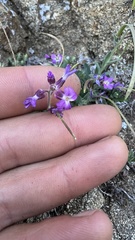 Boechera breweri