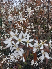 Amelanchier × lamarckii