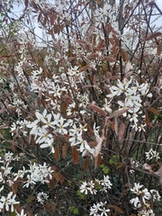 Amelanchier × lamarckii