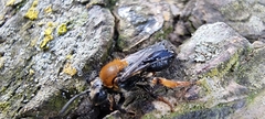 Andrena clarkella
