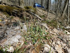 Luzula acuminata carolinae