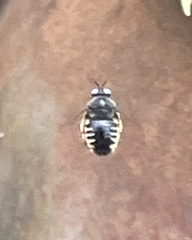 Xylocopa tabaniformis