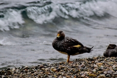 Tachyeres patachonicus