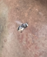 Xylocopa tabaniformis