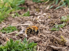 Bombus pascuorum