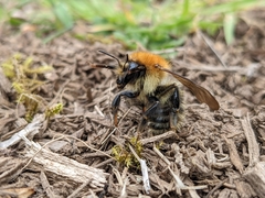 Bombus pascuorum