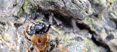 Andrena clarkella