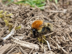 Bombus pascuorum