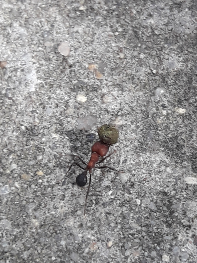 Acromyrmex heyeri