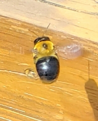 Xylocopa virginica