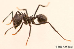 Acromyrmex lobicornis