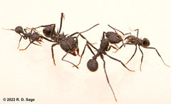 Acromyrmex lobicornis