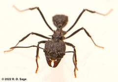 Acromyrmex lobicornis
