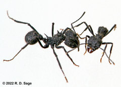 Acromyrmex lobicornis