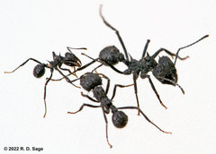 Acromyrmex lobicornis