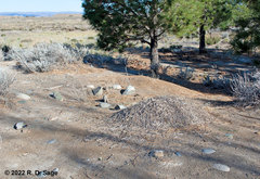 Acromyrmex lobicornis