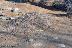 Acromyrmex lobicornis