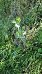 Lonicera subspicata denudata