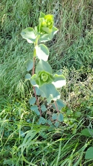 Lonicera subspicata denudata