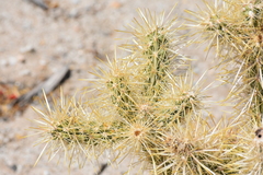 Cylindropuntia sanfelipensis