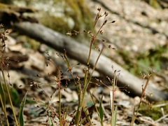 Luzula acuminata carolinae