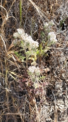 Phacelia cicutaria hispida