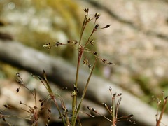 Luzula acuminata carolinae