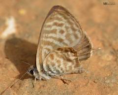 Leptotes pirithous