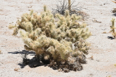 Cylindropuntia sanfelipensis