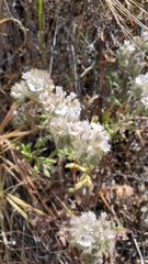 Phacelia cicutaria hispida