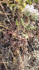 Phacelia cicutaria hispida