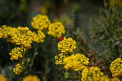 Alyssum calycocarpum
