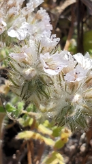 Phacelia cicutaria hispida