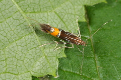 Cosmopterix scribaiella