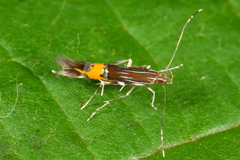 Cosmopterix scribaiella