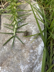 Acledra bichromocornis
