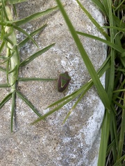 Acledra bichromocornis