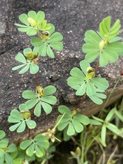 Cyclocarpa stellaris