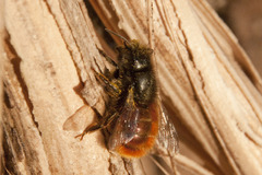 Osmia cornuta