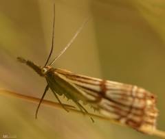 Chrysocrambus linetella