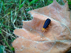Podabrus fayi