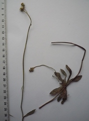 Pilosella piloselliflora