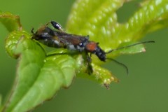 Callimoxys fuscipennis