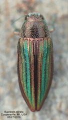 Buprestis striata