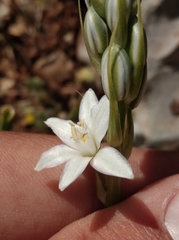 Ornithogalum narbonense
