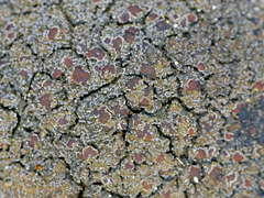 Fuscopannaria maritima