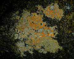 Polycauliona luteominia luteominia